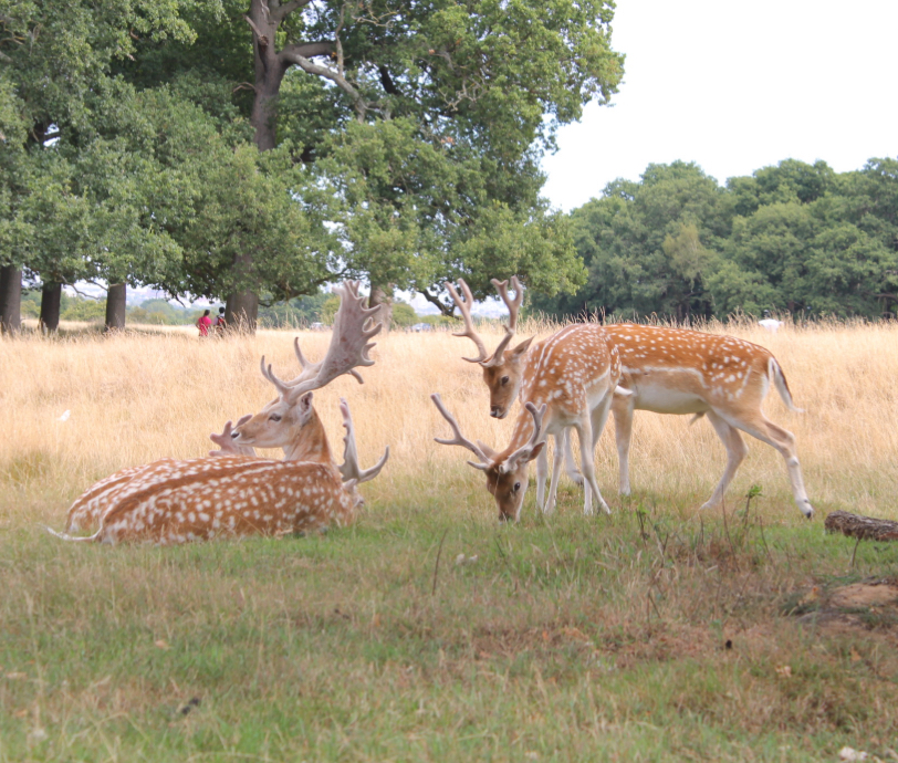 Gruppo di cervi in un prato, a Richmond Park, con uno sdraiato e altri che pascolano, circondati da alberi.