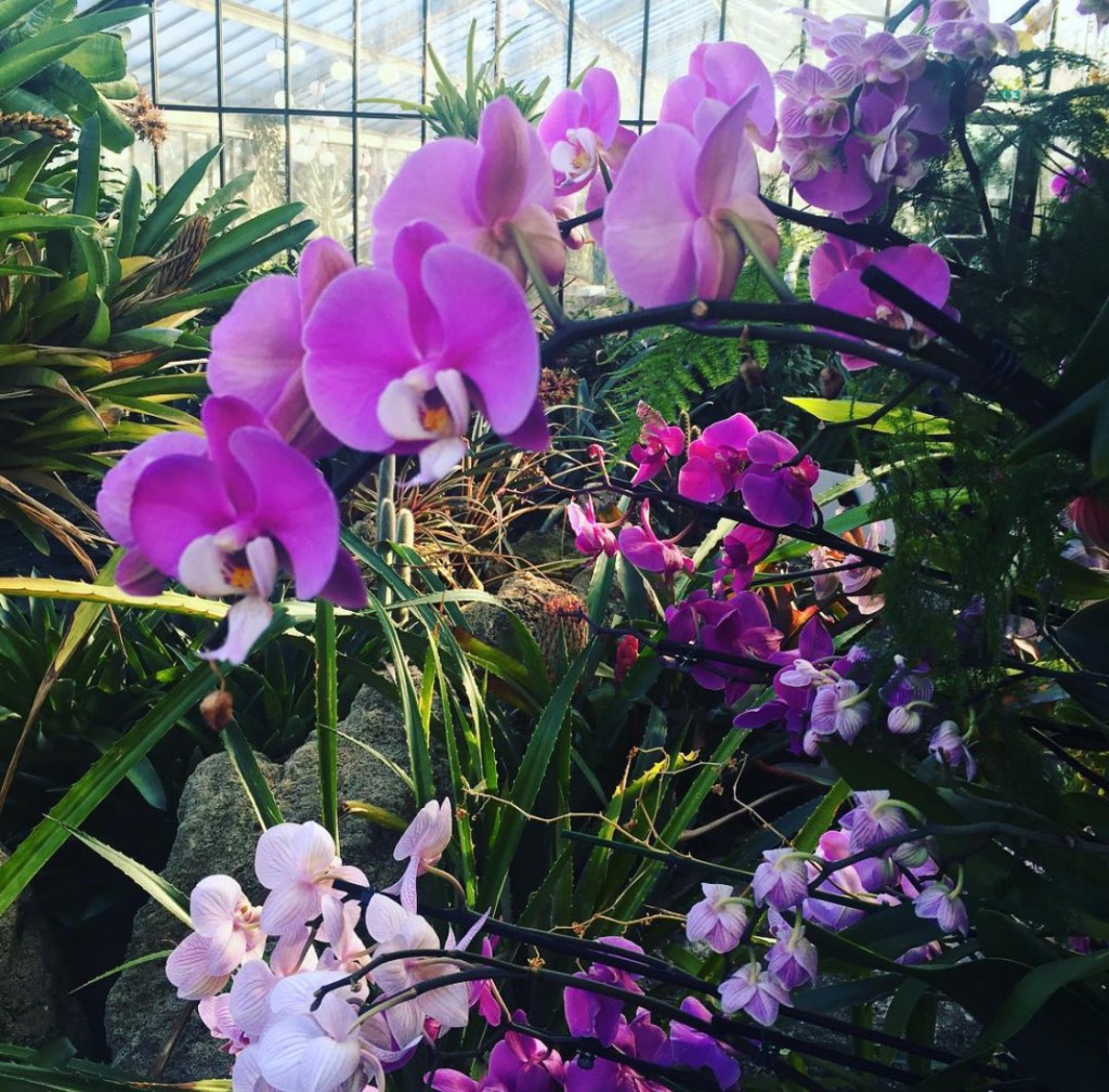 Fiori di orchidee rosa in un giardino botanico a Kew garden durante il festival delle orchidee, circondati da verdi piante e foglie.