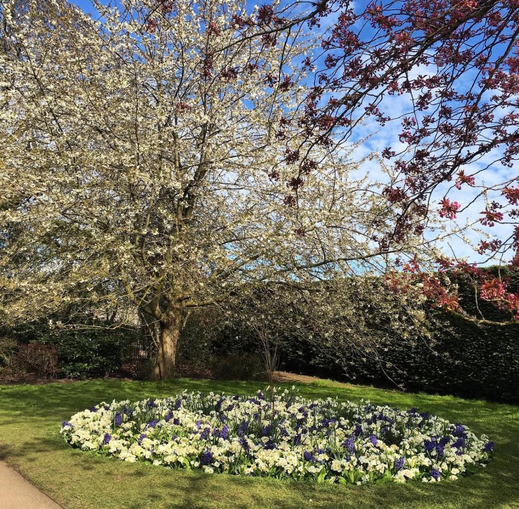 Un albero in fiore con rami bianchi e rossi, circondato da un'aiuola di fiori bianchi e blu in un giardino verde. Greenwich park a Londra