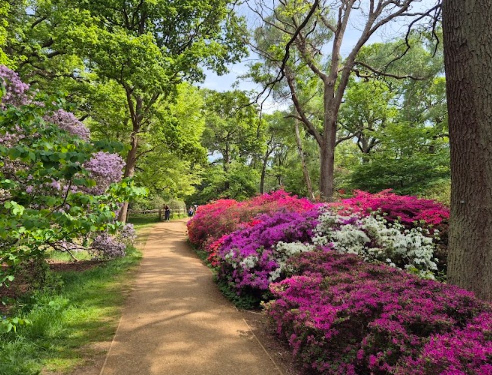 Sentiero in un giardino di Richmond park, Isabella Plantation, con alberi verdi e fiori colorati in rosa, bianco e lilla.