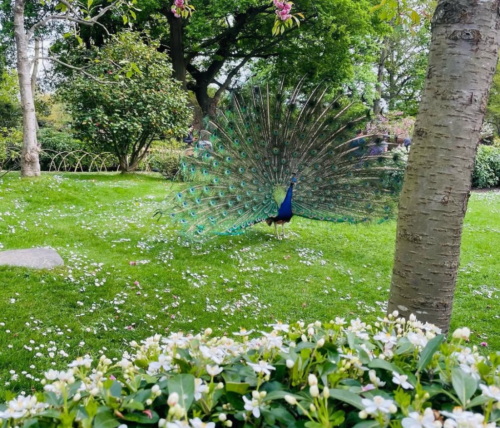 Un pavone con la coda aperta, mostrando le sue penne colorate al Kyoto garden di Londra.