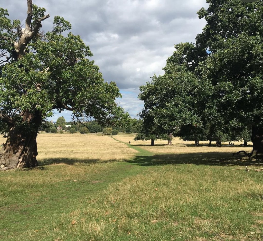 Paesaggio a Richmond park,   con alberi verdi e un sentiero che attraversa un campo di erba secca, sotto un cielo nuvoloso.