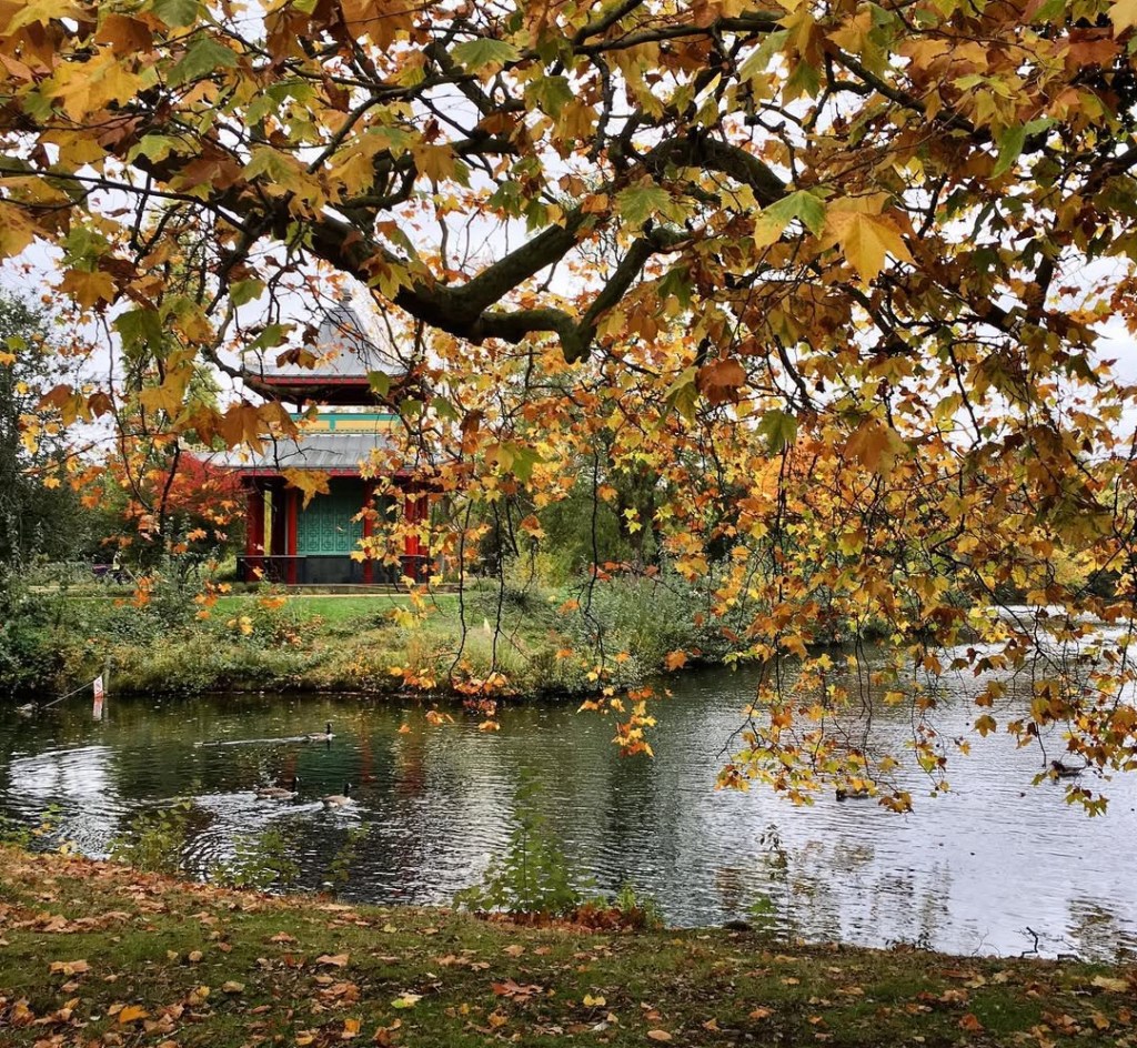Un paesaggio autunnale al Vicroria Park di Londra con un albero dai fogliami gialli e arancioni sopra un laghetto, con una struttura architettonica visibile sullo sfondo.